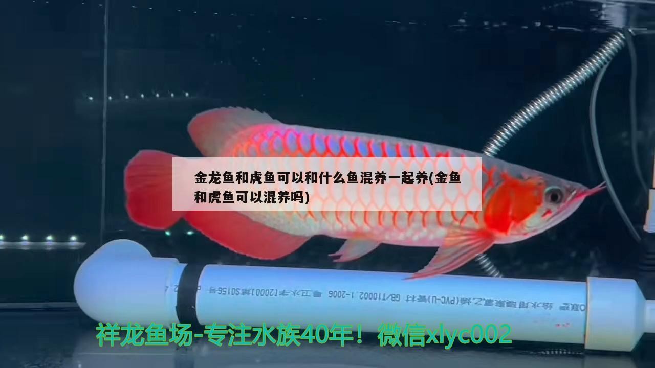 金龍魚和虎魚可以和什么魚混養一起養(金魚和虎魚可以混養嗎) 金龍魚和虎魚可以和什么魚混養一起養(金魚和虎魚可以混養嗎) 虎魚百科