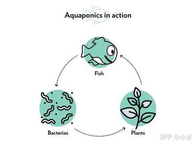 大魚缸不換水怎么日常維護(hù)：大魚缸不換水的日常維護(hù)需要綜合考慮多個(gè)方面的因素