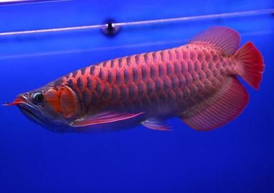 山東紅龍魚價格多少一斤：紅龍魚市場價格波動原因