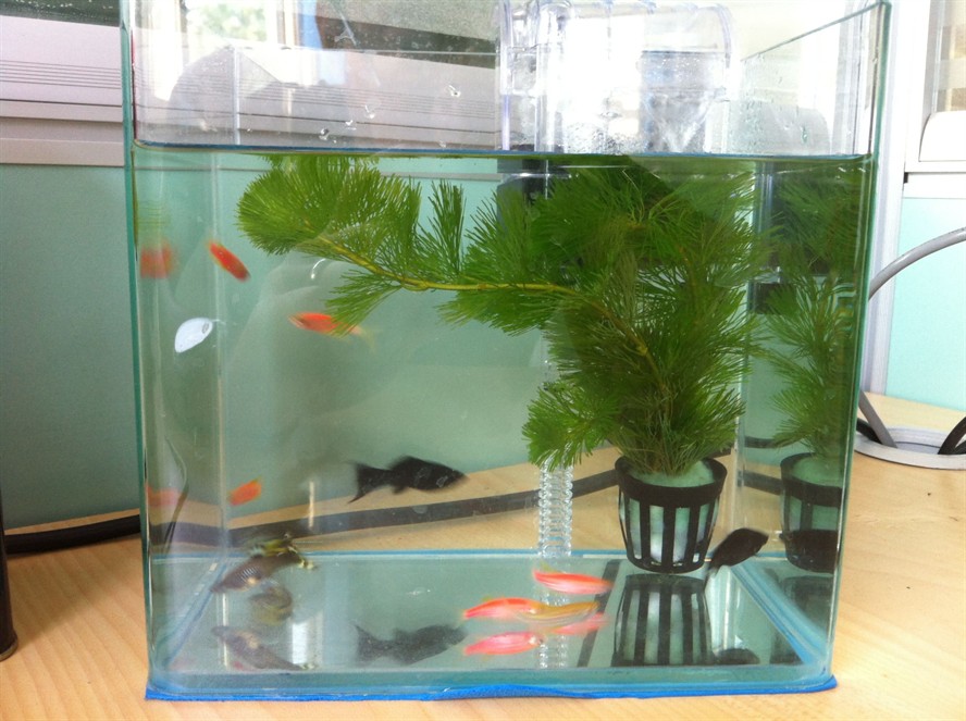 玻璃魚缸制作方法粘貼圖：玻璃魚缸制作方法