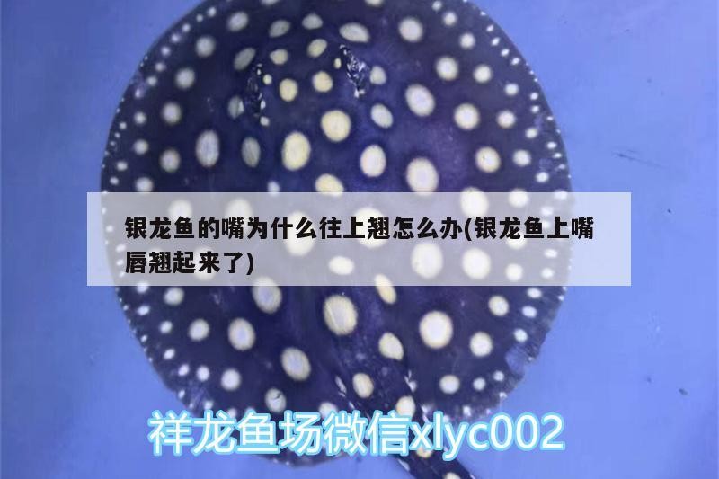 銀龍魚的嘴為什么往上翹怎么辦(銀龍魚上嘴唇翹起來了)