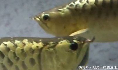 龍魚身上有白色膜狀物：龍魚身上出現白色膜狀物可能是由多種原因引起的