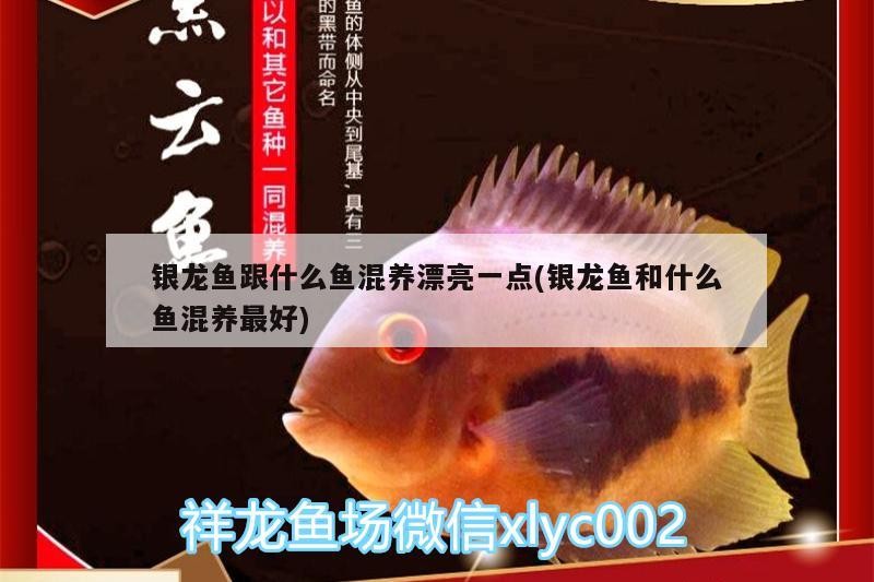 銀龍魚跟什么魚混養漂亮一點(銀龍魚和什么魚混養最好)