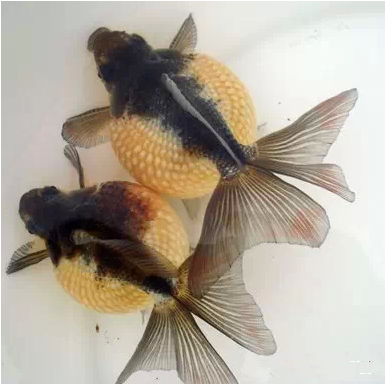 龍魚膽子小,什么時候才會熟悉新主人