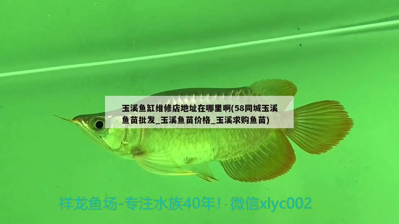 玉溪魚缸維修店地址在哪里啊(58同城玉溪魚苗批發_玉溪魚苗價格_玉溪求購魚苗) 玉溪魚缸維修店地址在哪里啊(58同城玉溪魚苗批發_玉溪魚苗價格_玉溪求購魚苗) 森森魚缸