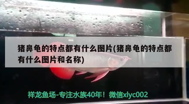 豬鼻龜?shù)奶攸c都有什么圖片(豬鼻龜?shù)奶攸c都有什么圖片和名稱)