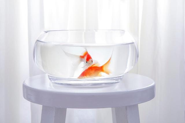 底過濾魚缸加熱棒安裝視頻（底過濾缸加熱棒放在哪里最好?） 底過濾魚缸加熱棒安裝視頻（底過濾缸加熱棒放在哪里最好?） 觀賞魚百科