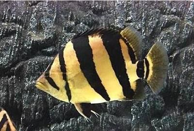 虎魚身上發黑是什么原因:虎魚身上發黑可能由多種原因引起 虎魚百科 第1張 虎魚身上發黑是什么原因:虎魚身上發黑可能由多種原因引起 虎魚身上發黑是什么原因:虎魚身上發黑可能由多種原因引起 虎魚百科 第1張