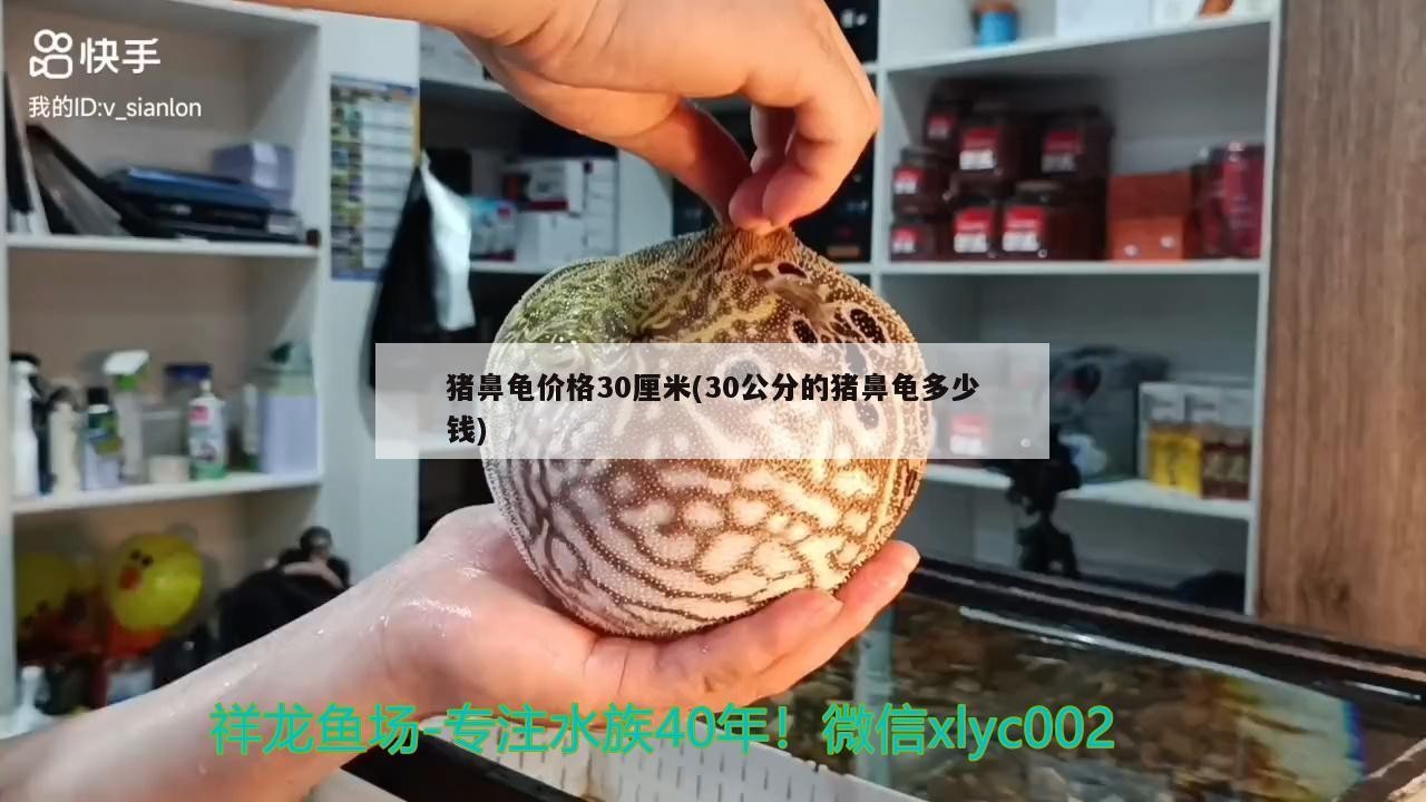 豬鼻龜價格30厘米(30公分的豬鼻龜多少錢)