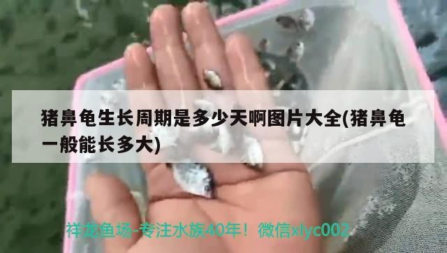 豬鼻龜生長周期是多少天啊圖片大全(豬鼻龜一般能長多大)