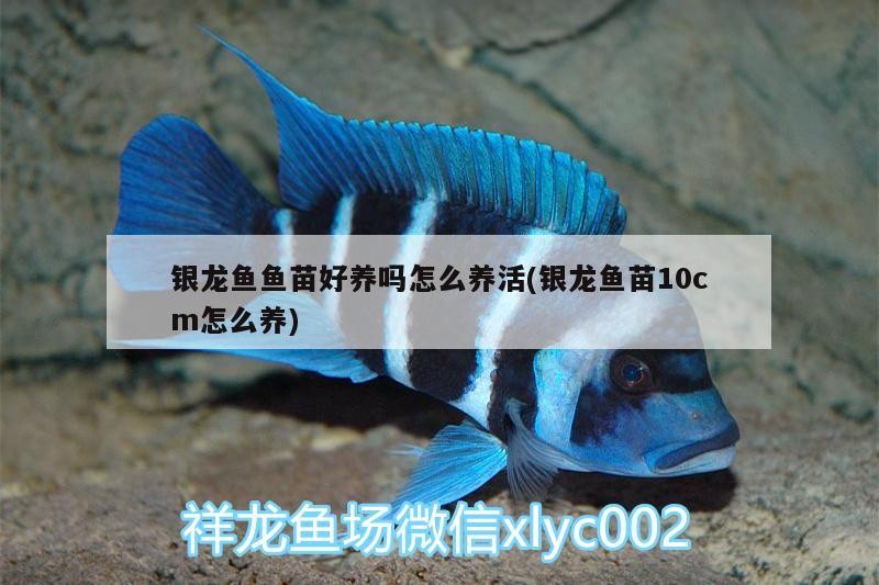 銀龍魚(yú)魚(yú)苗好養(yǎng)嗎怎么養(yǎng)活(銀龍魚(yú)苗10cm怎么養(yǎng)) 銀龍魚(yú)魚(yú)苗好養(yǎng)嗎怎么養(yǎng)活(銀龍魚(yú)苗10cm怎么養(yǎng)) 銀龍魚(yú)百科