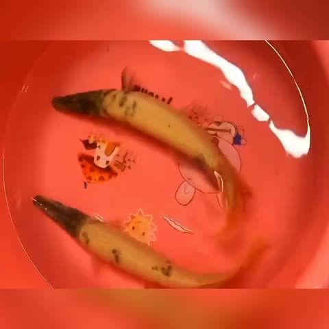 剛買的虎魚正在過水為什么老往水面串？