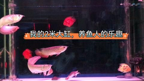 紅龍魚換水后觀察要點：紅龍魚換水后應注意的觀察要點
