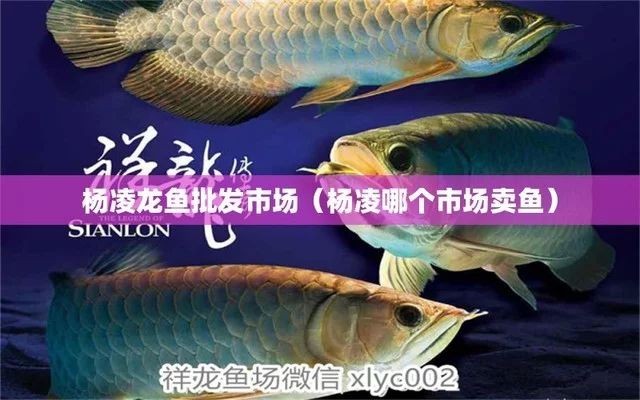 楊凌龍魚祥龍魚場 楊凌龍魚祥龍魚場 全國水族館企業(yè)名錄 第2張