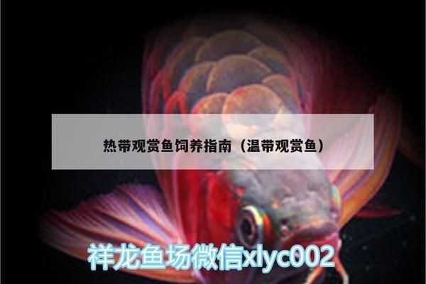 純血皇冠黑白魟魚的疾病預(yù)防措施，如何判斷純血皇冠黑白魟魚的營養(yǎng)需求，純血皇冠黑白魟魚的繁殖技巧