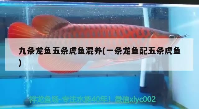 九條龍魚五條虎魚混養(一條龍魚配五條虎魚)