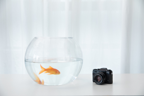 彩蝶魚缸什么檔次