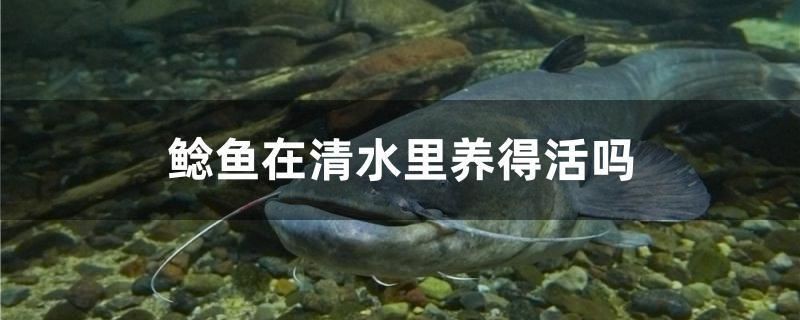 紅龍魚用黃燈烤有用嗎 鯰魚在清水里養得活嗎 魟魚百科 鯰魚在清水里養得活嗎 鯰魚在清水里養得活嗎 魟魚百科
