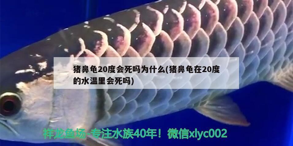 豬鼻龜20度會死嗎為什么(豬鼻龜在20度的水溫里會死嗎)