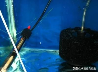 龍魚鰭爛了最簡單三個動作，龍魚鰭爛了怎么辦？