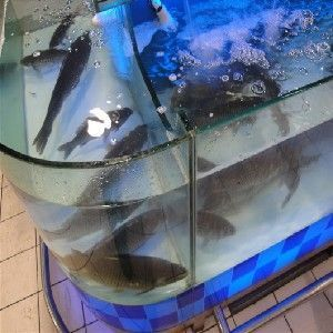 大興區魚缸批發市場 大興區魚缸批發市場 魚缸百科 第4張