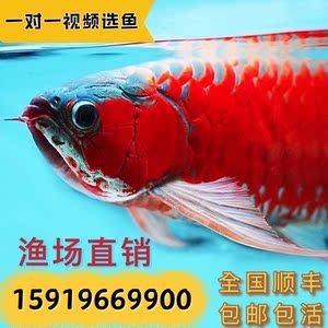 如何挑選紅龍魚幼魚苗：挑選紅龍魚幼魚苗需要注意哪些問題 如何挑選紅龍魚幼魚苗：挑選紅龍魚幼魚苗需要注意哪些問題 紅龍魚百科 第1張