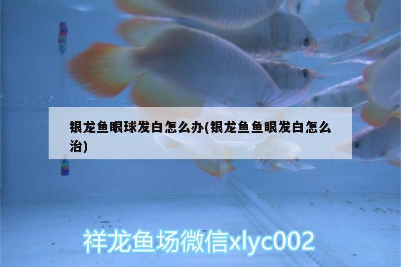 銀龍魚眼球發(fā)白怎么辦(銀龍魚魚眼發(fā)白怎么治)