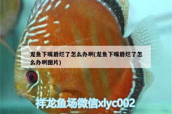 養紅龍魚要多大的魚缸好看：養紅龍魚的魚缸尺寸