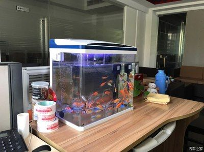 虎魚可以跟金魚混養(yǎng)么：虎魚可以跟金魚混養(yǎng)嗎？