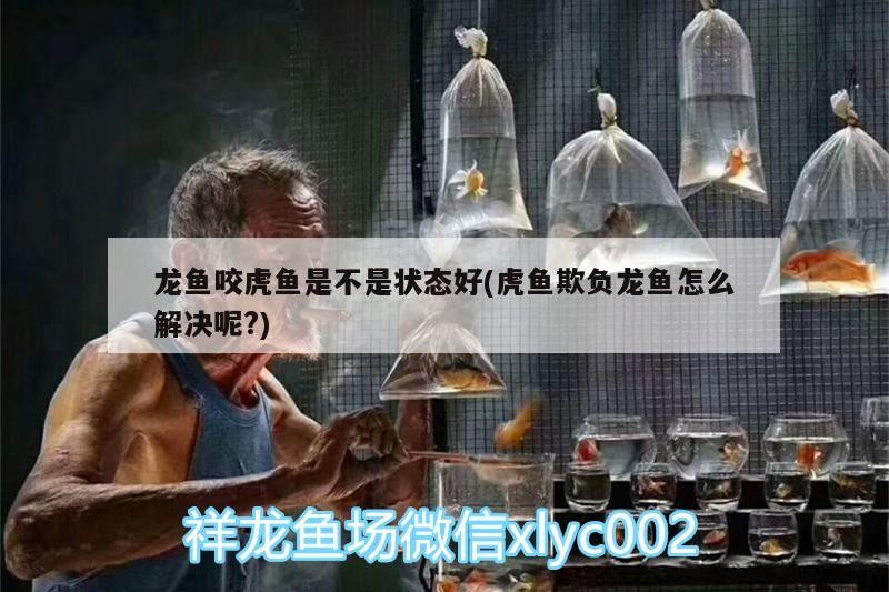 龍魚咬虎魚是不是狀態好(虎魚欺負龍魚怎么解決呢?) 龍魚咬虎魚是不是狀態好(虎魚欺負龍魚怎么解決呢?) 虎魚百科