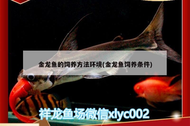 金龍魚的飼養方法環境(金龍魚飼養條件) 金龍魚的飼養方法環境(金龍魚飼養條件) 魟魚百科