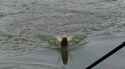 大同紅龍魚價(jià)格2688貴嗎？ 大同紅龍魚價(jià)格2688貴嗎？ 紅龍魚百科 第1張