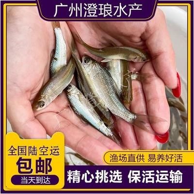 紅龍魚四大漁場排名榜：紅龍魚四大漁場排名