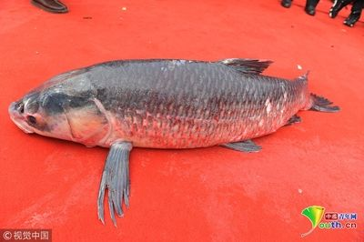 紅龍魚四大漁場排名榜：紅龍魚四大漁場排名