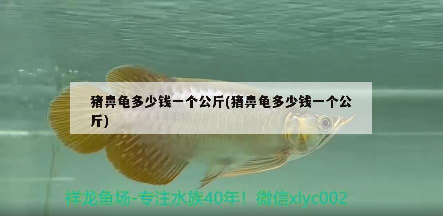 豬鼻龜多少錢一個公斤(豬鼻龜多少錢一個公斤)