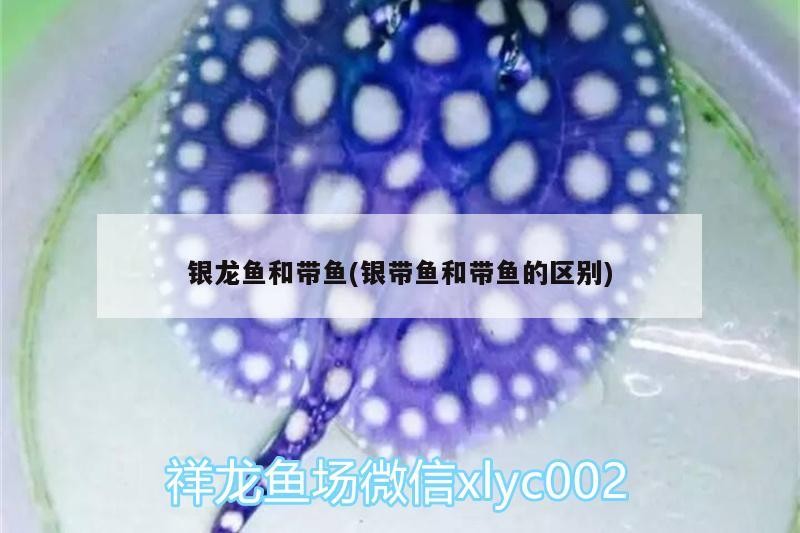 銀龍魚和帶魚(銀帶魚和帶魚的區別)
