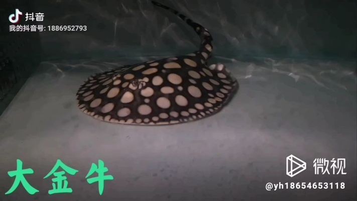 純血皇冠黑白魟魚繁殖周期，純血皇冠黑白魟魚性別鑒定技巧，[需手動填充]魚繁殖后水質管理要點