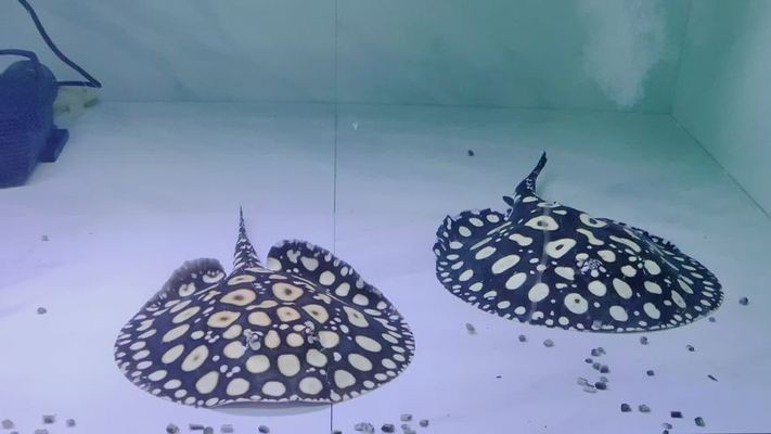 純血皇冠黑白魟魚繁殖周期，純血皇冠黑白魟魚性別鑒定技巧，[需手動填充]魚繁殖后水質管理要點
