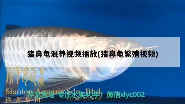 豬鼻龜混養視頻播放(豬鼻龜繁殖視頻)