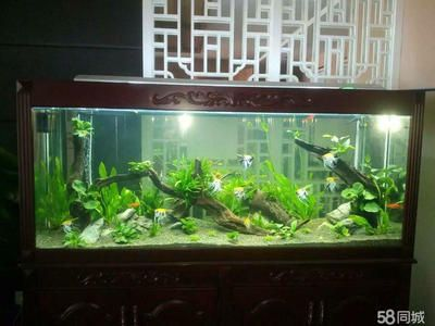 巴南哪里有魚缸賣：巴南區內魚缸銷售