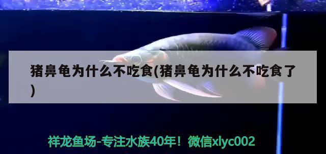 豬鼻龜為什么不吃食(豬鼻龜為什么不吃食了)