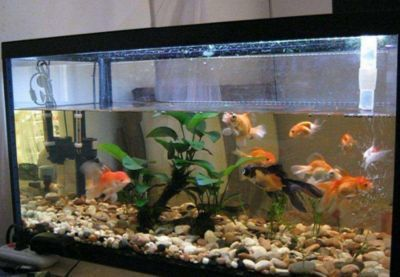 紅龍魚繁殖水溫控制要點：關于紅龍魚繁殖水溫控制