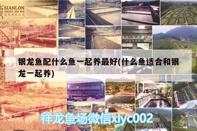 銀龍魚配什么魚一起養最好(什么魚適合和銀龍一起養) 銀龍魚配什么魚一起養最好(什么魚適合和銀龍一起養) 銀龍魚百科