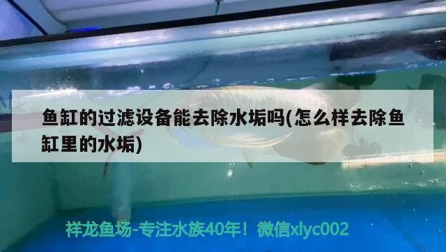 虎魚龍魚混養怎么喂食(龍魚虎魚魟魚混養怎么喂食)
