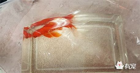 龍魚掉眼征兆是什么原因造成的