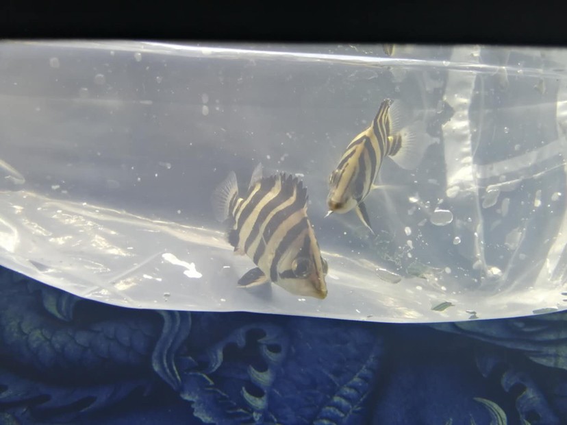 入缸即明的虎魚(yú)