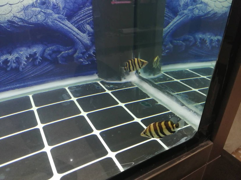 入缸即明的虎魚(yú)