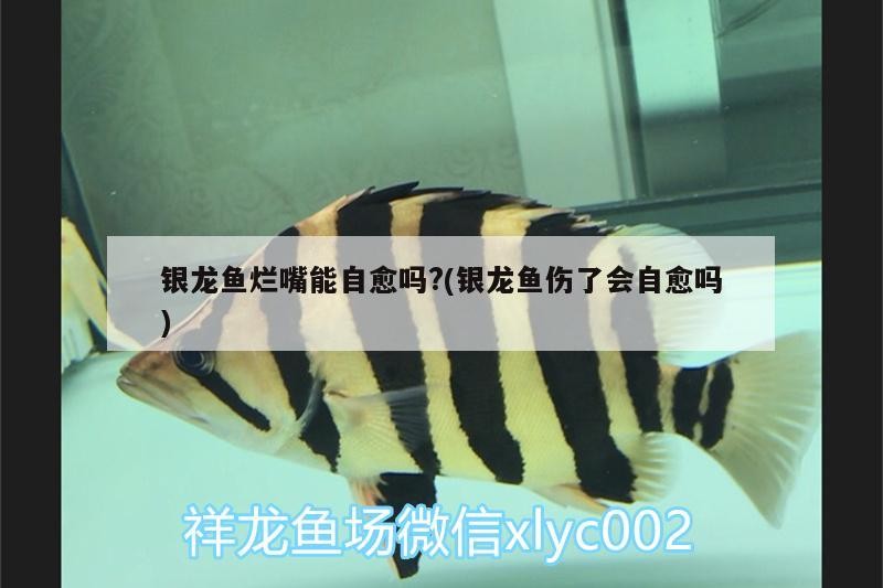 銀龍魚爛嘴能自愈嗎?(銀龍魚傷了會自愈嗎) 銀龍魚爛嘴能自愈嗎?(銀龍魚傷了會自愈嗎) 銀龍魚百科