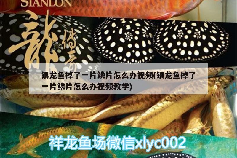 銀龍魚掉了一片鱗片怎么辦視頻(銀龍魚掉了一片鱗片怎么辦視頻教學) 銀龍魚掉了一片鱗片怎么辦視頻(銀龍魚掉了一片鱗片怎么辦視頻教學) 銀龍魚百科