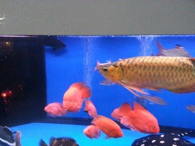 紅龍魚論壇：紅龍魚市場價格趨勢 紅龍魚論壇：紅龍魚市場價格趨勢 紅龍魚百科 第2張